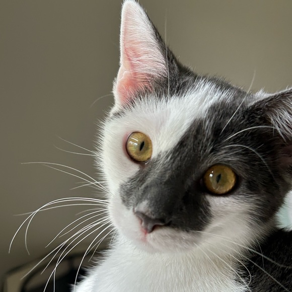 Shop to Support Kitties!💕🐾My Cause for PAWS🐾!💕 - Picture 10 of 17